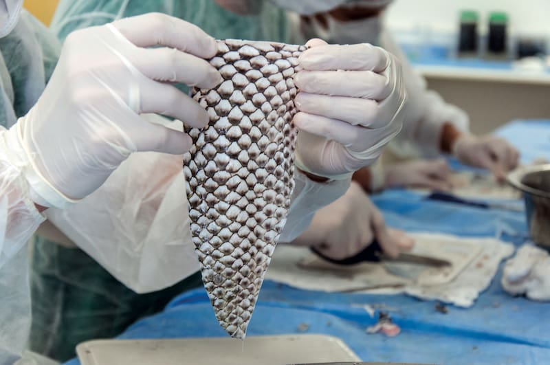 El descubrimiento médico que podría salvar miles de vidas gracias a la piel de pescado. Fuente: archivo