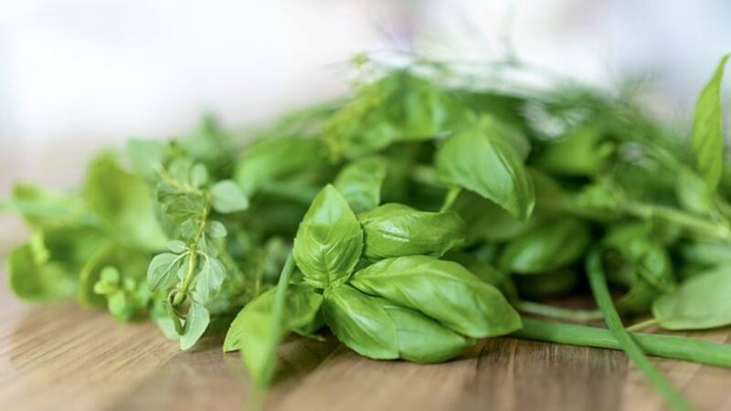 Por su sabor fresco, entre otras cuestiones, la albahaca es sumamente versátil y se puede ingerir en diferentes preparaciones