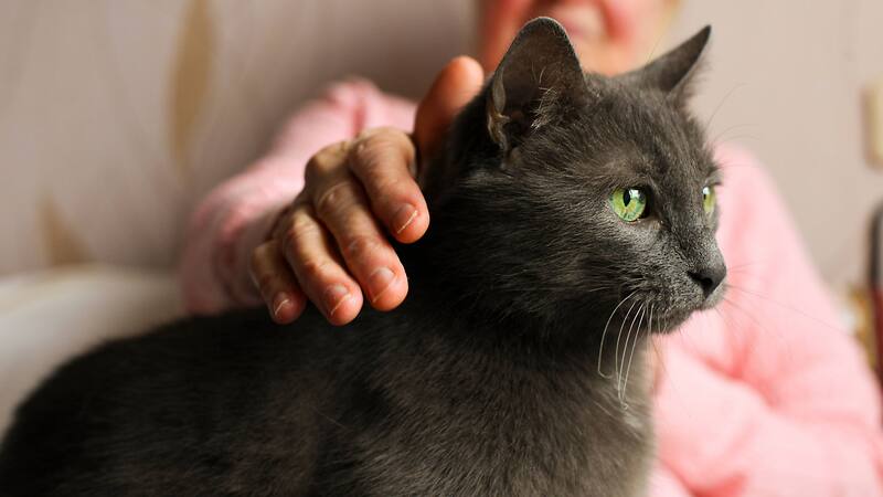 La acción de lamerse también estimula la circulación sanguínea en la piel de los gatos, promoviendo una piel sana y un pelaje brillante. Foto: archivo El Cronista México