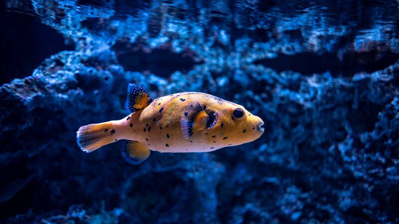 Su entorno estable proporciona menos presión evolutiva, ya que los cambios en su hábitat son mínimos.