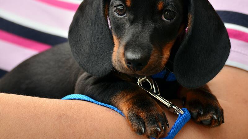 El estudio de los ojos de los perros fue realizado por científicos japoneses.