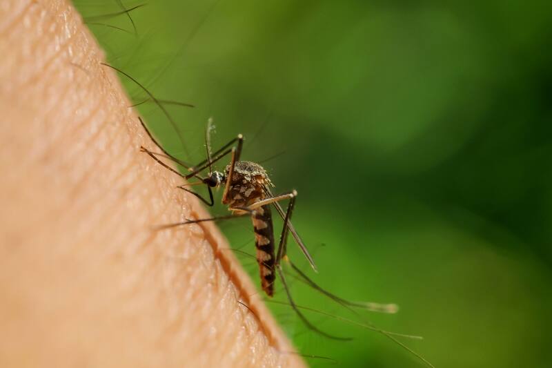 El café puede utilizarse como repelente natural para alejar a los mosquitos. (Foto: Shutterstock)