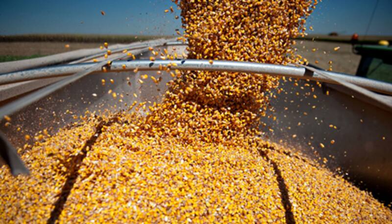 El impacto de los recortes de ADM podría profundizar la crisis en el sector agroexportador argentino