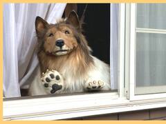 Un hombre gastó más de u$s 10.000 para convertirse en un perro, ¿cómo quedó?