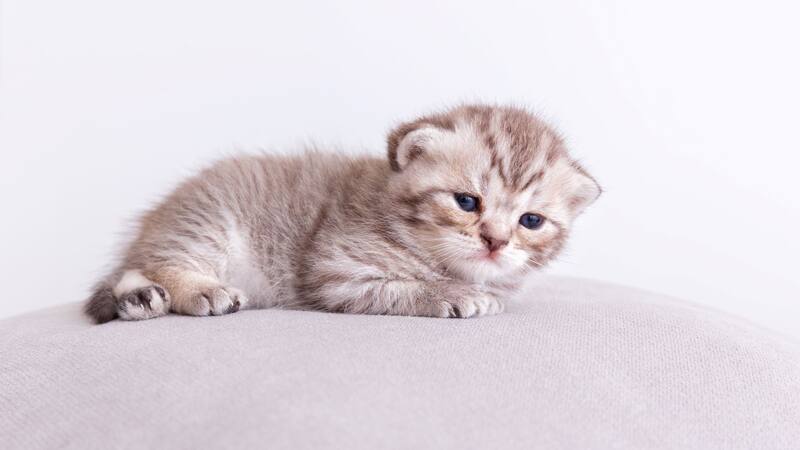 Salir a la calle puede significar un real peligro para los gatos indoor pero existen estrategias para evitarlo.