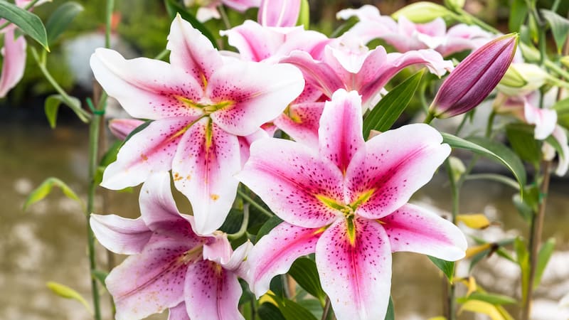 Estas plantas eran utilizadas en distintos rituales y preparaciones.