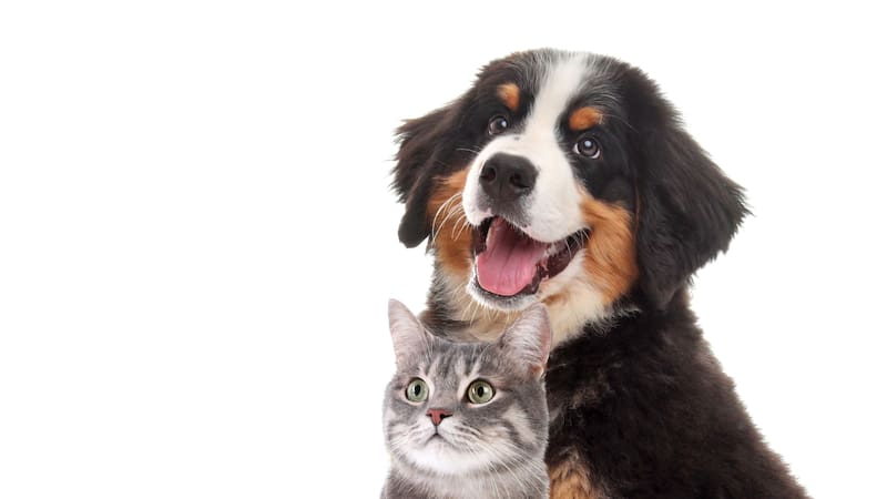 Un programa busca incentivar la adopción de perros y gatos ofreciendo una ayuda económica.