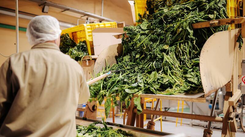 Unilever posee la planta deshidratadora más grande de la Argentina.