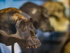 El descubrimiento arqueológico que revela el origen de los humanos y cambia todo lo que sabemos sobre nuestros ancestros