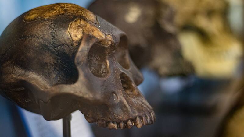 El descubrimiento arqueológico que revela el origen de los humanos y cambia todo lo que sabemos sobre nuestros ancestros.