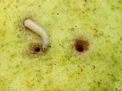 La enfermedad que se intentó erradicar en 1970 disminuyó en 1990, pero regresó con fuerza: ya cobró su primera víctima en México