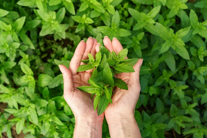 Té de menta: el secreto para eliminar los dolores leves en segundos. Fuente: Shutterstock.