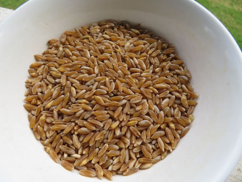 Incluir Kamut en la dieta contribuye a reducir los niveles de colesterol. (Foto: Wikimedia Commons - Forest and Kim Starr)