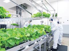 Medicago: la vacuna de origen vegetal que se probará en Argentina, cómo funciona y qué piden para ser voluntario