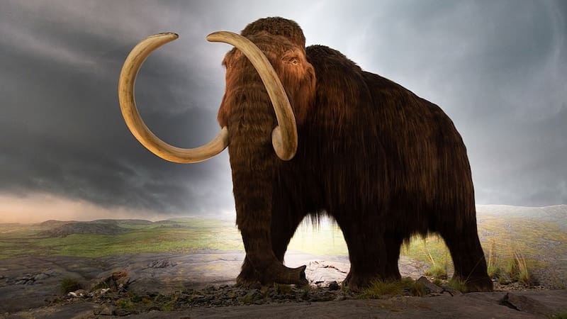 La estructura del ADN del mamut permite conocer en detalle qué genes estaban activos hace 52.000 años.