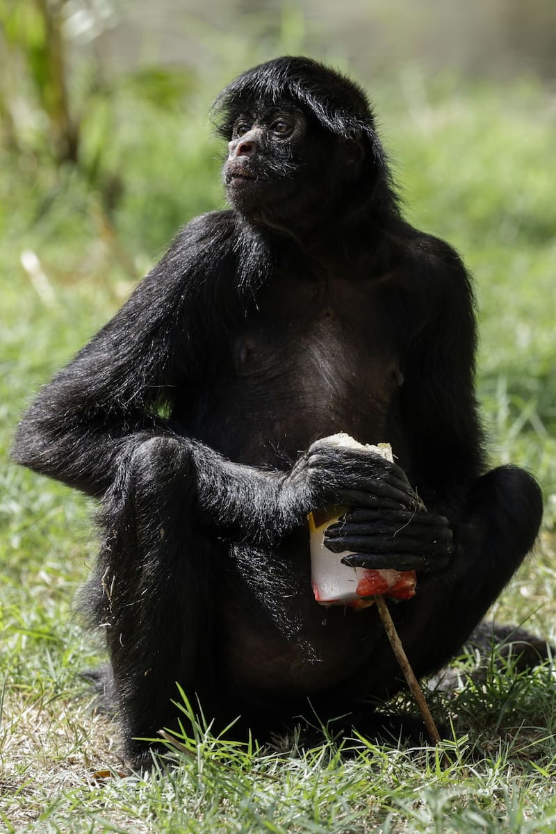 El gusto por el alcohol de los humanos tiene su origen en los chimpancés, según estudio científico. Fuente: EFE