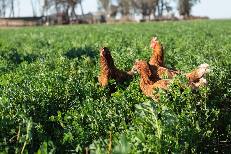 Carrefour presentó en el mercado huevos de gallinas libres de jaula y con acceso a campo