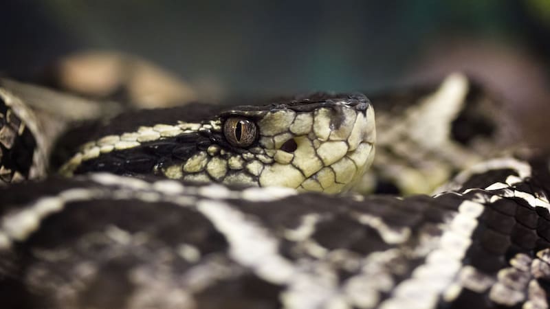 Esta serpiente posee una foseta loreal que le permite detectar presas a través de la radiación infrarroja.