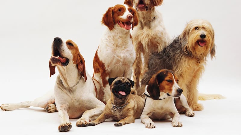 ¿Tu perro está entre los más inteligentes? Descubrilo.