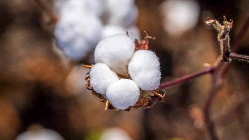 <div class="migrated-promo-image__description"><div class="migrated-promo-image__source">Fuente: Pexels</div></div>