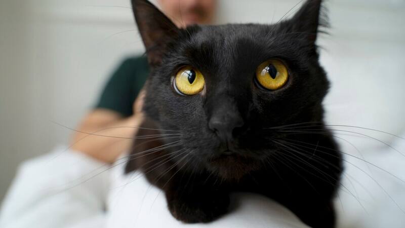 Los gatos machos tienen algunas características especiales.