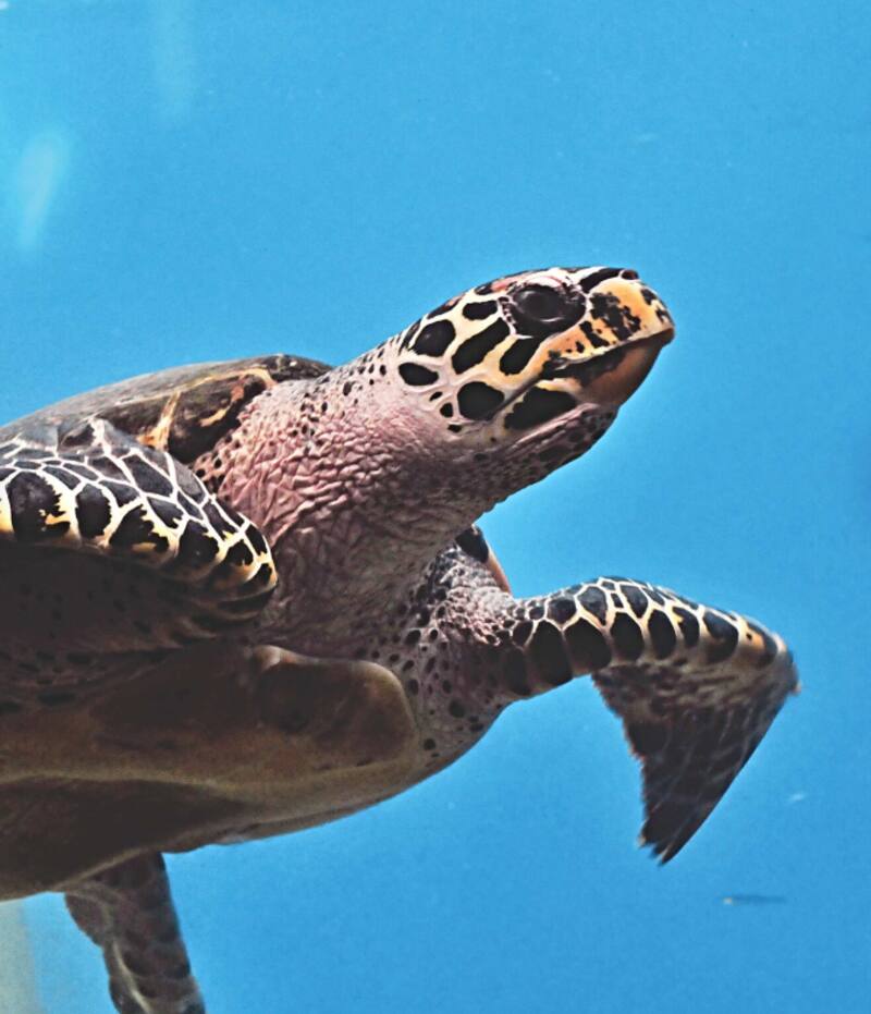 Observar tortugas marinas y ballenas es una experiencia mágica que solo las playas de Oaxaca pueden ofrecer. Foto: pueblosmagicos.mexicodesconocido.com.mx