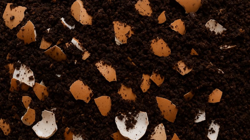 Mezclar cáscaras de huevo con café molido ofrece un fertilizante natural que nutre las plantas y mejora la calidad del suelo.