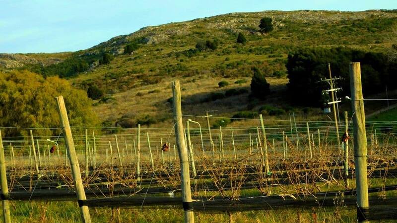 Tandil es una nueva indicación geográfica para la producción de vinos