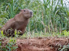 ¿Se autoriza la caza de capibaras? El Gobierno dio una respuesta definitiva ante los rumores