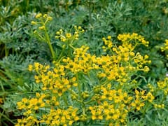 La hierba ancestral que alivia todos los dolores sin medicación ni pastillas: combate impurezas y regenera la piel