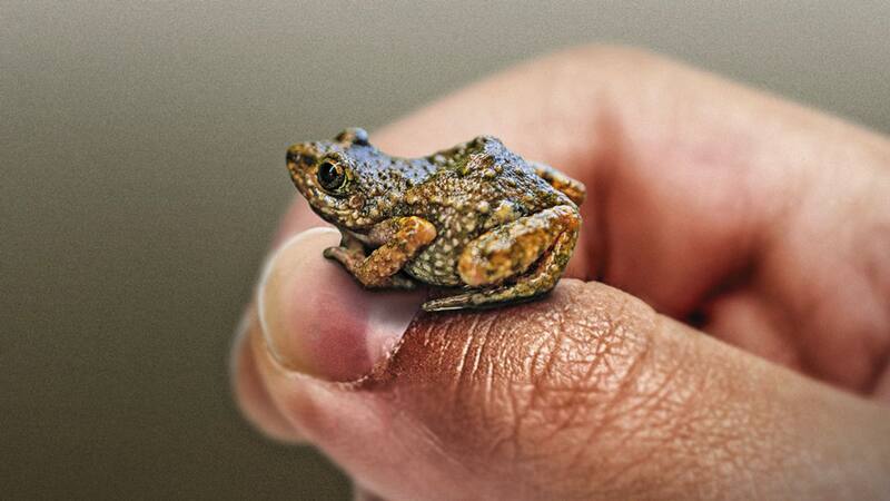 Rana fisgona hallada en CDMX. Foto: www.gaceta.unam.mx.