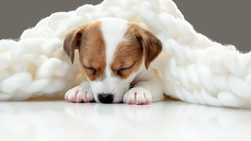 Los gatos y perros experimentan ciclos de sueño similares a los humanos, incluyendo la fase REM.