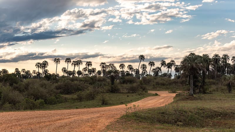Este sitio es una de las muestras más importantes de palmeras Yatay.