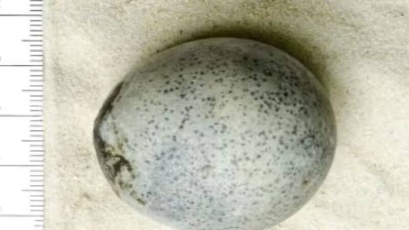 El descubrimiento es muy importante para la historia.