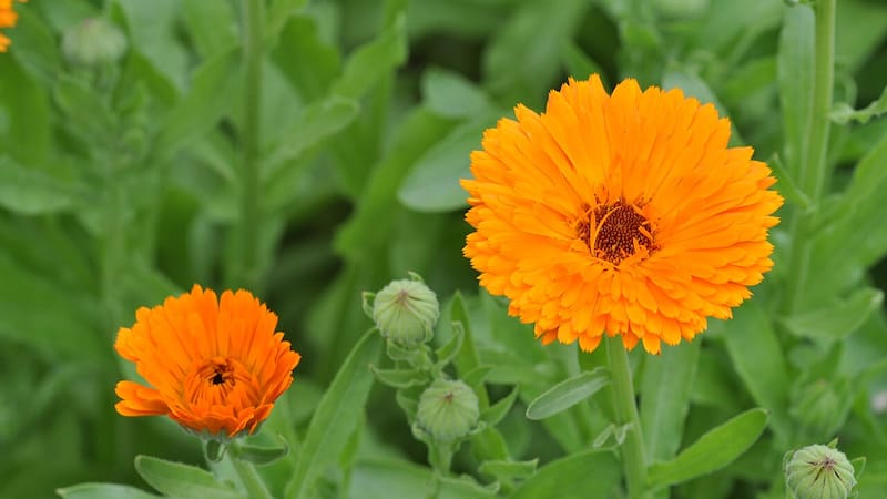 La caléndula es una planta rica en colágeno, ideal para fortalecer los huesos. Fuente: Archivo.