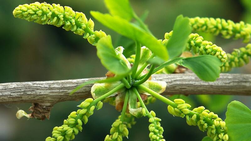 El Ginko y sus propiedades curativas.