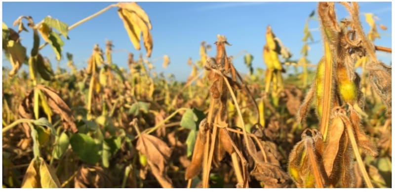 La suba de la soja permitió al Fisco triplicar lo recaudado por retenciones en el primer cuatrimestre del año.