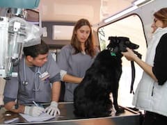 Castración y vacunación gratis para perros y gatos en CABA: días y horarios de atención en octubre