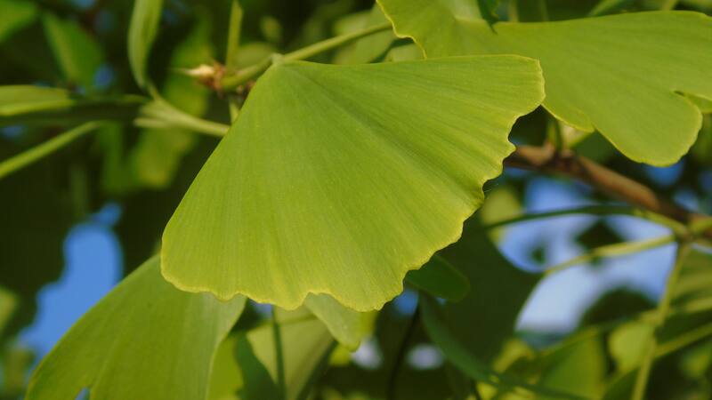 Un árbol milenario chino podría ser la clave para potenciar el rendimiento mental.