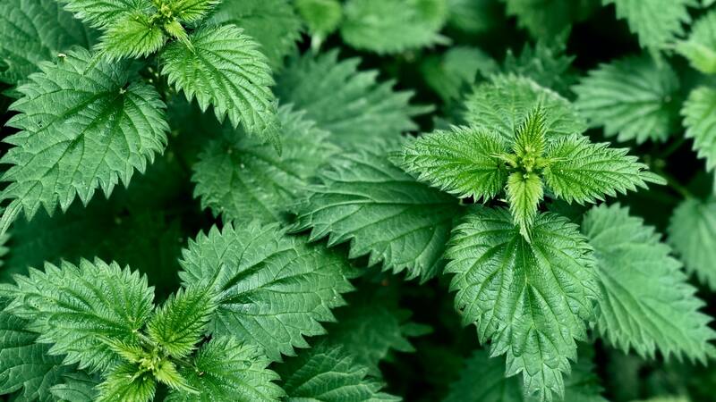 Esta planta tiene beneficios para la salud.