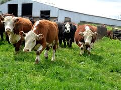 Plan GanAr: ¿una iniciativa para aumentar la producción ganadera bovina?