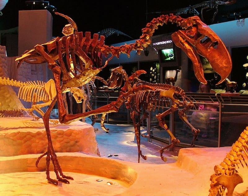 Reconstrucción de un Phorusrhacid en el Museo de Historia Natural de Florida (Fuente: Wikimedia Commons)