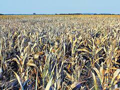 Inversores argentinos comienzan a vender sus campos en Uruguay
