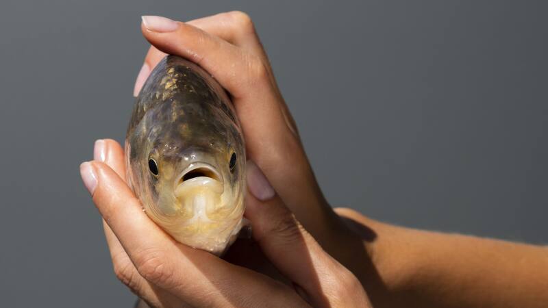 Este animal es parte de antiguos mitos por avistamientos previos a desastres.
