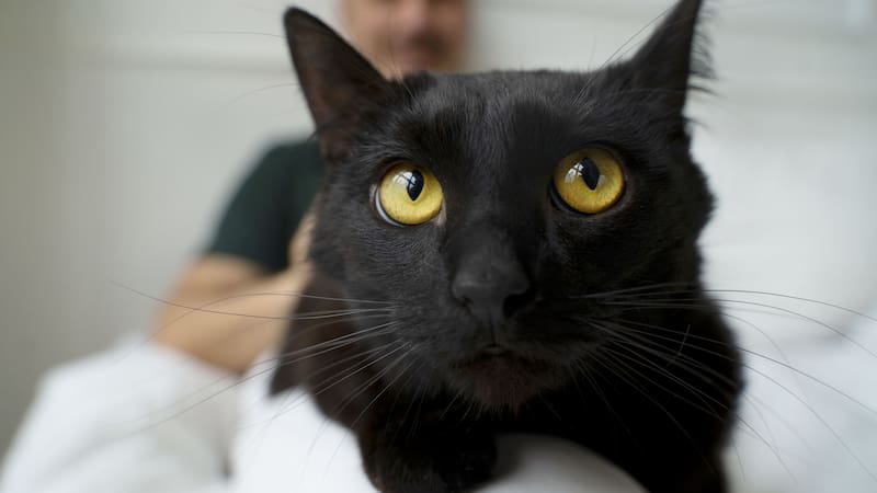 La visión de los gatos es un componente importante de su capacidad para cazar y navegar en su entorno.