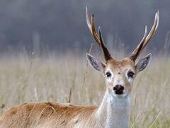 Bajarán hasta 70% de impuestos a campos que cuiden el Venado de las Pampas