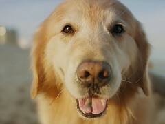 Super Bowl 2020: compró un aviso para su perro y pagó u$s 6 millones por 30 segundos