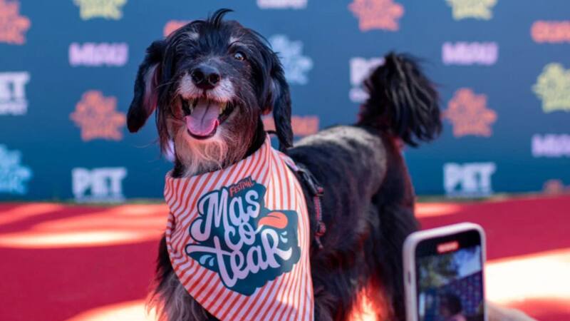 <div class="migrated-promo-image__description"><div class="migrated-promo-image__source">Fuente: Mascotear </div></div>