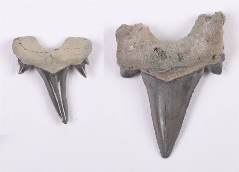 La dentadura hallada difiere con las anteriores piezas encontradas, lo que explicaría cómo evolucionaron los tiburones hasta la actualidad. (Foto: Wikimedia)