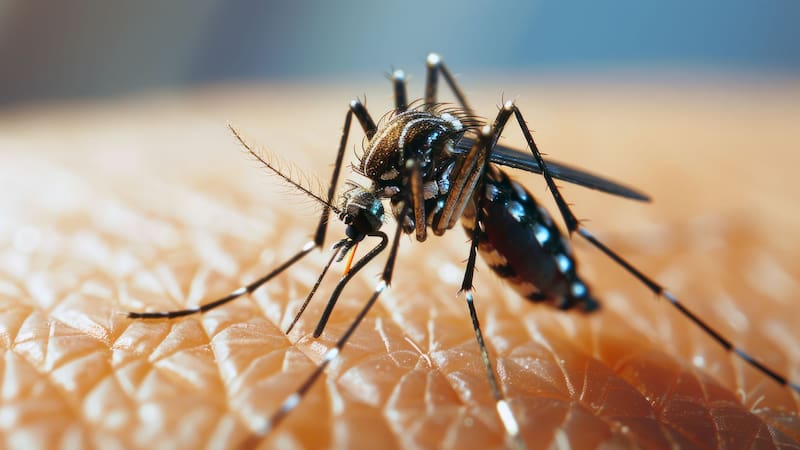 Conocé los síntomas del serotipo más grave de dengue.